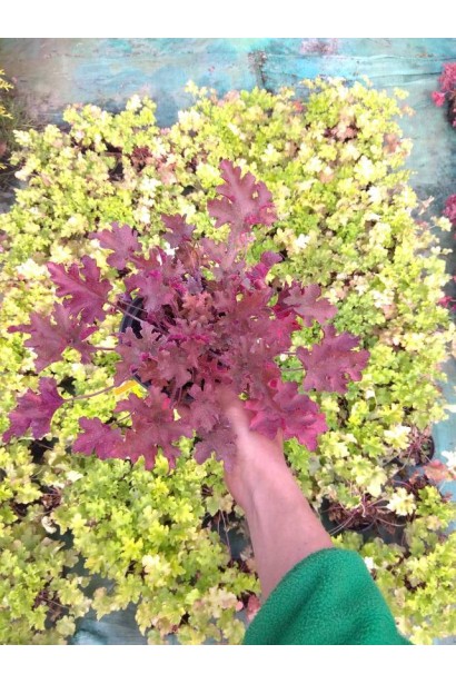 Гейхера гібридна Мармелад - 2л/вис.10-15см/Ø20-30